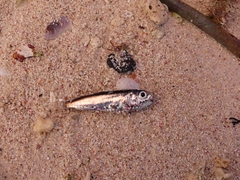 Atlantic Pearlside photo 3