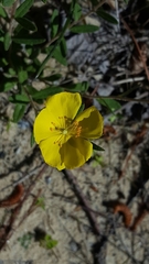 Crocanthemum carolinianum