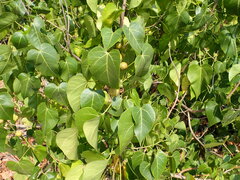 Thespesia populnea