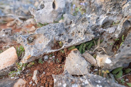 Ceropegia socotricola