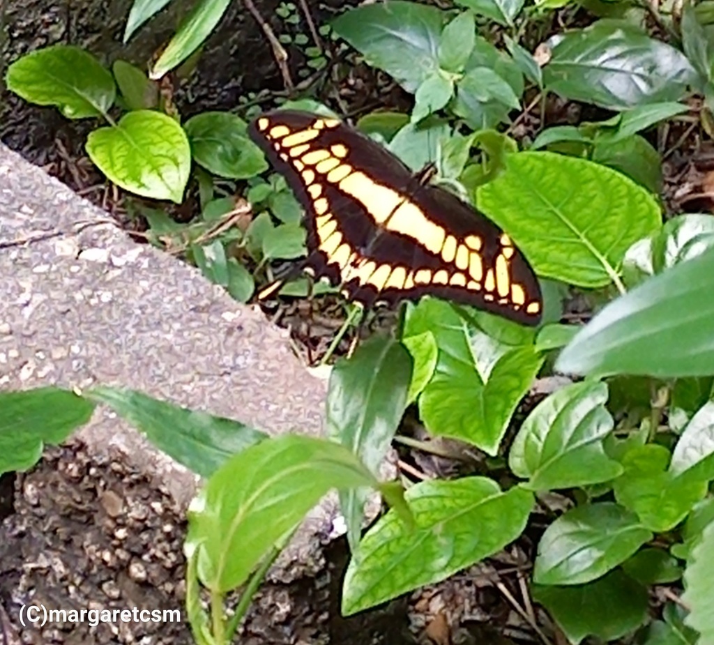 thoas-swallowtail-from-st-joseph-trinidad-and-tobago-on-january-26