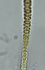 Geminella ellipsoidea