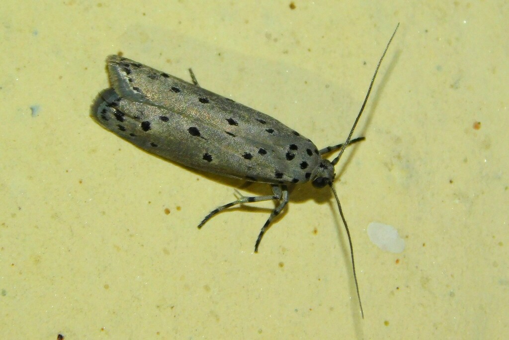 Ethmia ampanella