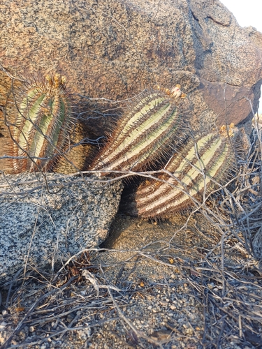 Copiapoa calderana