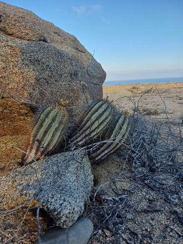 Copiapoa calderana