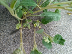 Croton californicus