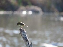 Phylloscopus collybita