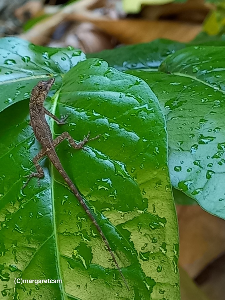 bronze-anole-from-st-joseph-trinidad-and-tobago-on-january-27-2024-at