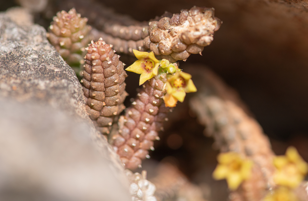 Echidnopsis socotrana Lavranos