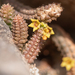 Echidnopsis socotrana - Photo 由 Morten Ross 所上傳的 (c) Morten Ross，保留部份權利CC BY-NC