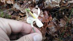 Narcissus triandrus