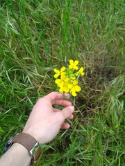 Erysimum capitatum angustatum