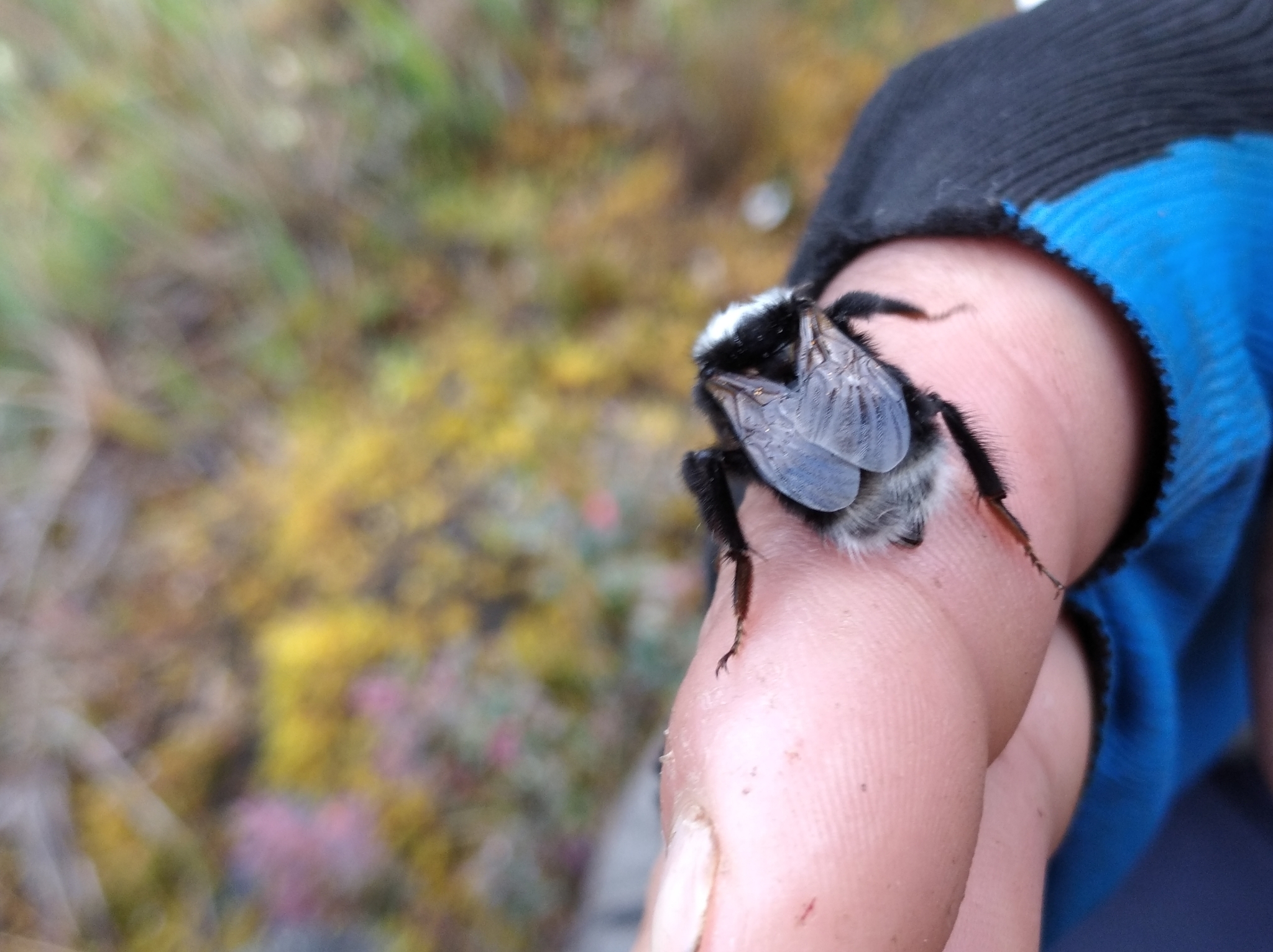 Bombus funebris image