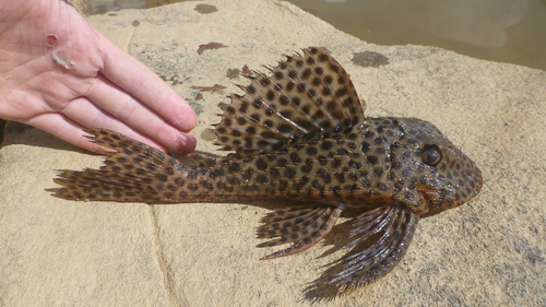 Plec (Hemiancistrus medians) — Loricariidae — 3
