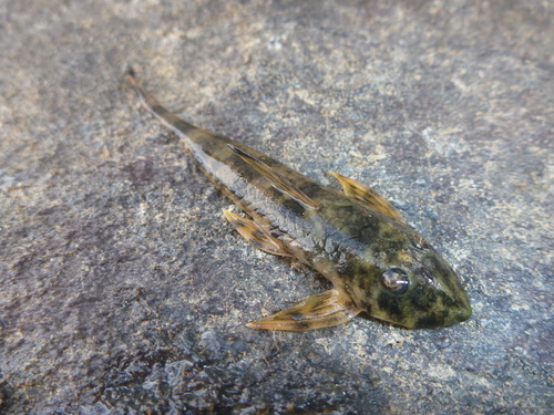 Guiana whiptail catfish (Harttia guianensis) — Loricariidae — 3