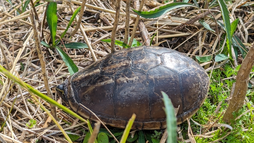 Striped Mud Turtle from Gainesville, FL 32641, USA on January 25, 2024 ...