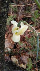Narcissus triandrus