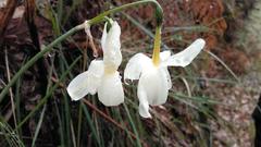 Narcissus triandrus