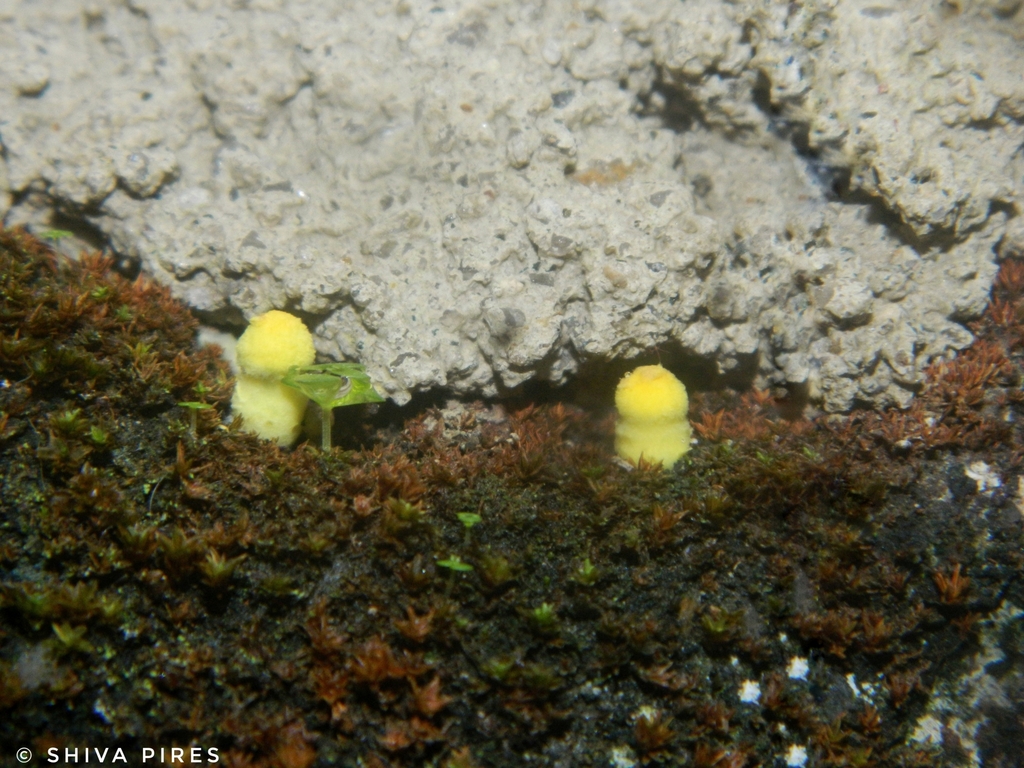 Leucocoprinus birnbaumii · January 2024 · photo: © shivapires (iNaturalist, cc-by-sa)