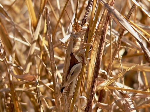Diabolocatantops axillaris