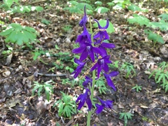 Delphinium tricorne