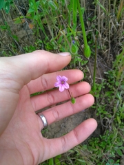 Erodium botrys