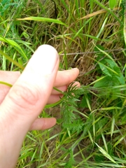 Erodium botrys