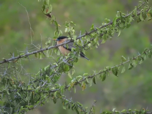 Brahminy Starling (Sturnia pagodarum), photo 8