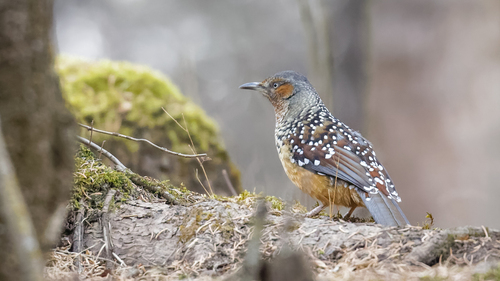 Giant Laughingthrush