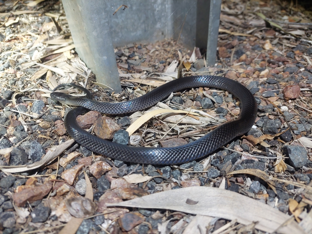 Small-eyed Snake from Dundas QLD 4306, Australia on January 27, 2024 at ...