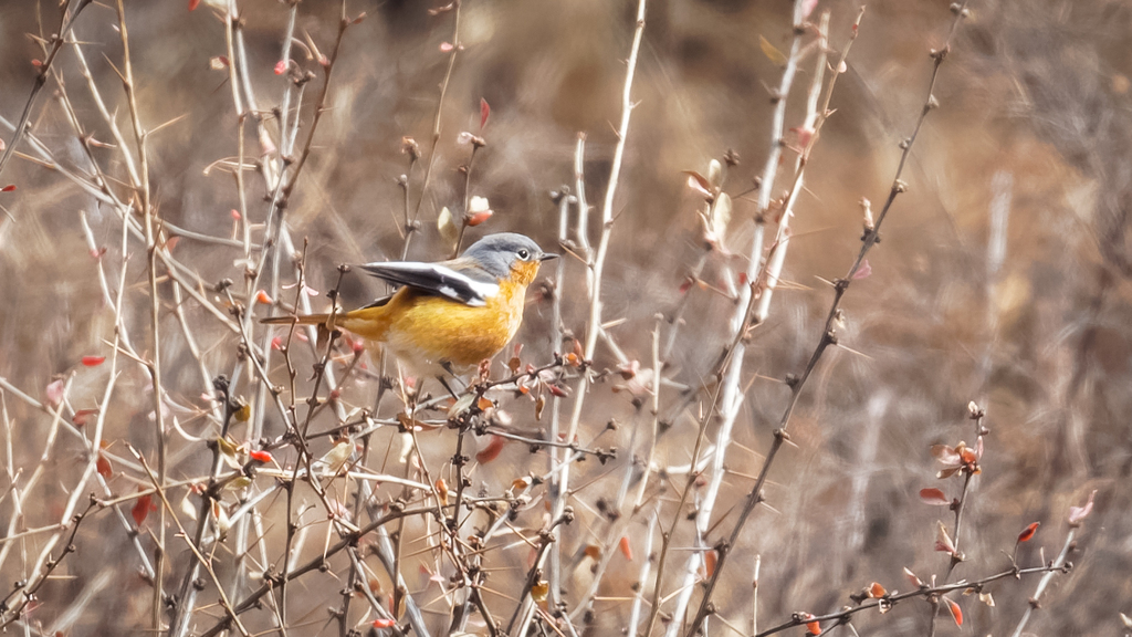 Ala Shan Redstart in January 2024 by Mengshuai Ge · iNaturalist