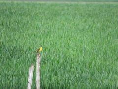 Motacilla flava flava