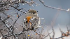 Przevalski's Redstart photo 2