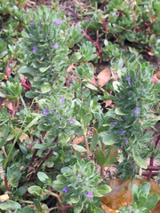 Pogogyne zizyphoroides