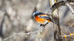 White-Throated Redstart photo 3