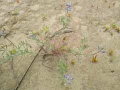 Lupinus bicolor