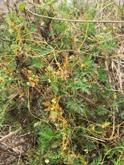 Cuscuta pentagona