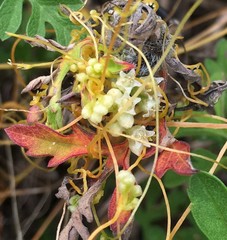 Cuscuta pentagona