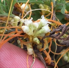 Cuscuta pentagona