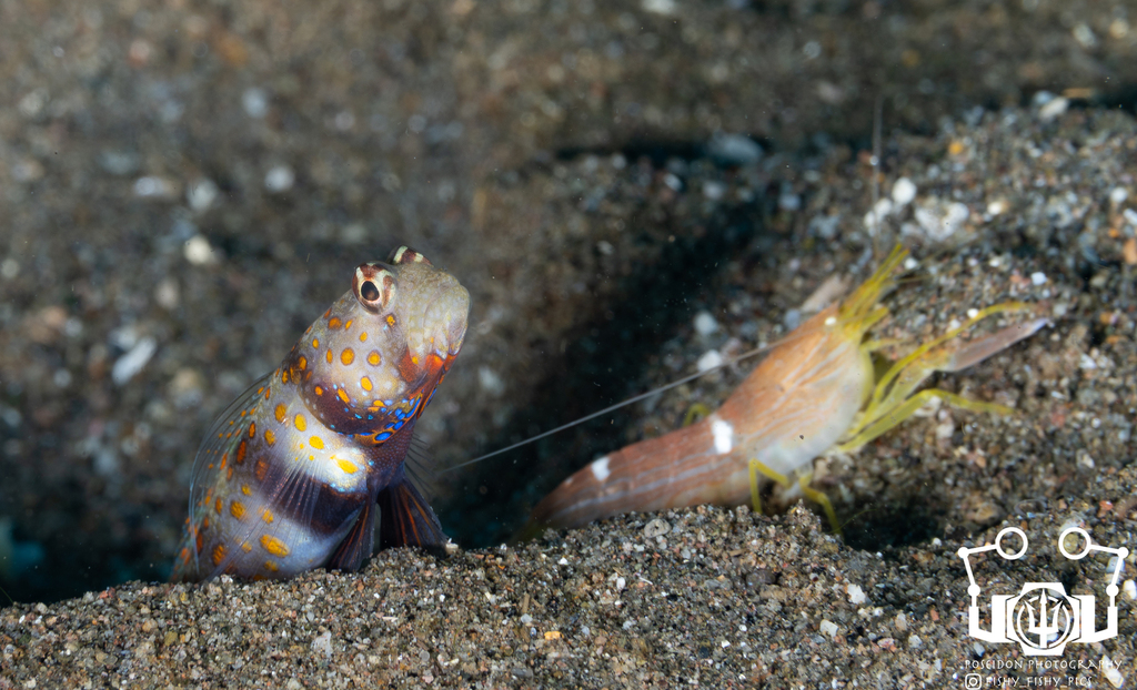 Photo of Spotted shrimpgoby (Amblyeleotris guttata)