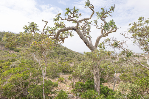 Boswellia ameero