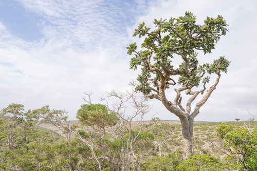 Boswellia ameero