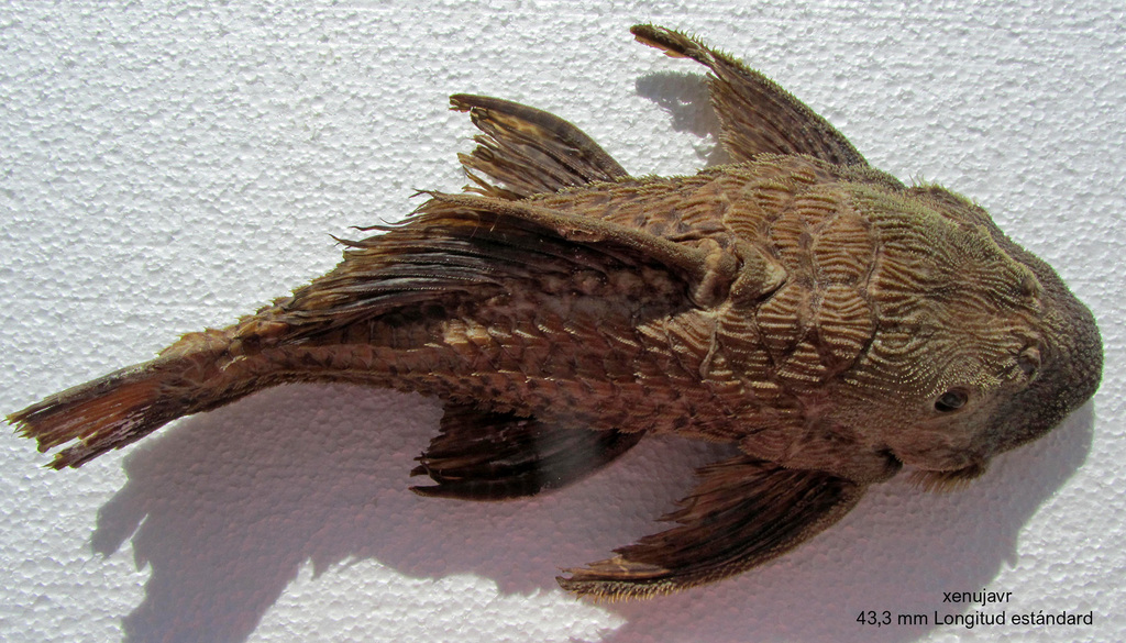 Megalancistrus