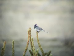 Junco hyemalis cismontanus