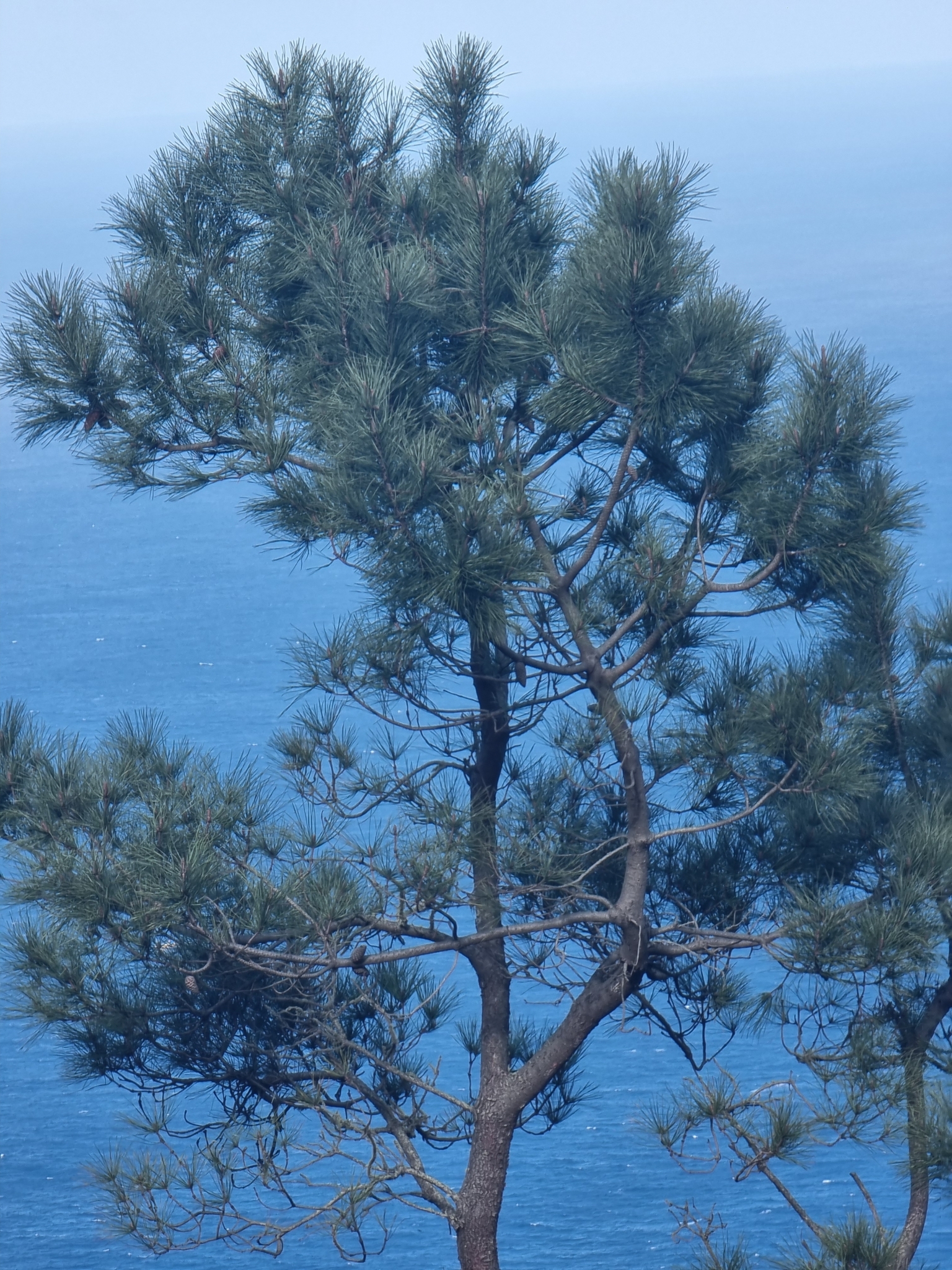See-Kiefer (Pinus pinaster): Herkunft und Verwendung — foto 3