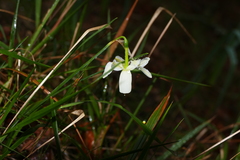 Narcissus triandrus