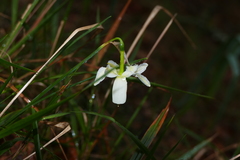 Narcissus triandrus