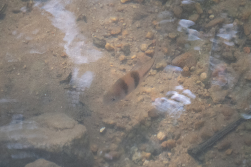 Spanner barb (Barbodes lateristriga) — Cyprinidae — 3