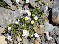 Cerastium latifolium