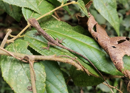 Burmese False Bloodsucker, Pseudocalotes microlepis